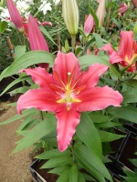 [4270 Bacardi Mak No02.JPG]